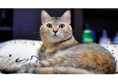  Why Pet Adoption Is One of the Best Decisions You Will Ever Make