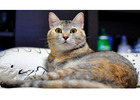  Why Pet Adoption Is One of the Best Decisions You Will Ever Make